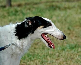 Borzoi Dog Pets Cute And Docile