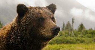 Grizzly Bear Wallpaper HD