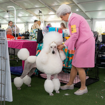 Westminster Dog Show Photos From Behind The Scenes New