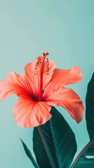 Hibiscus Aesthetic Wallpaper