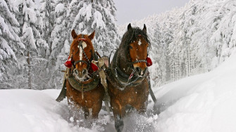Wallpaper Horse Snow Sled Sledding Full HD
