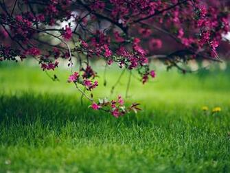 Spring Flowers Wallpaper HD Pictures One