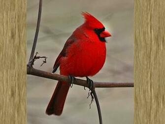 Cardenal Rojo En El Bosque Fondo De Pantalla