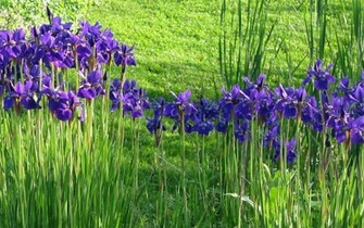 Iris Monet Wallpaper