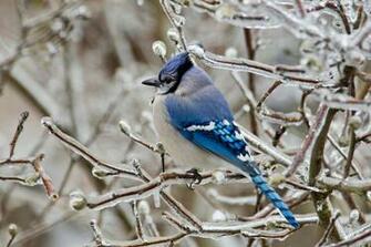 Wallpaper Zone Blue Bird In Ice Nature