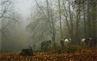 Foggy Forest Wallpaper HD Resolution L70 Earth