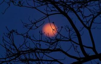Wallpaper The Sky Clouds Night Tree Moon Silhouette