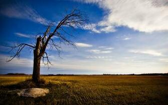 Zen Wallpaper Widescreen