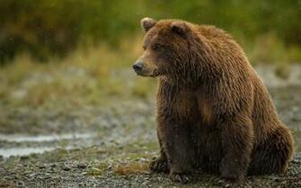 Grizzly Bear Wallpaper Image Photos Pictures Background