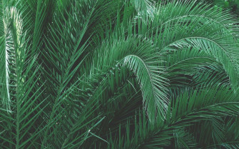 Green Tree Plant Aesthetic Wallpaper