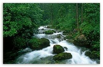 Peaceful Forest HD Wallpaper For Standard Fullscreen Uxga Xga