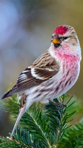 Animal Common Redpoll Wallpaper Id