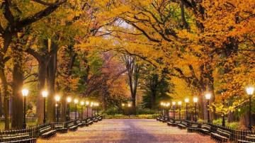 Park Wallpaper Top Background