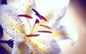 Flowers Lilys Wallpaper HD