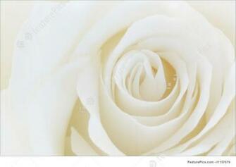 White Rose Background
