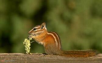 Forest Animals