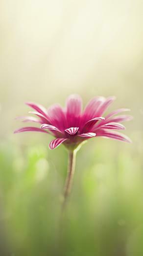 Dream Red Flowers iPhone Wallpaper HD