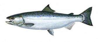 Chinook Salmon