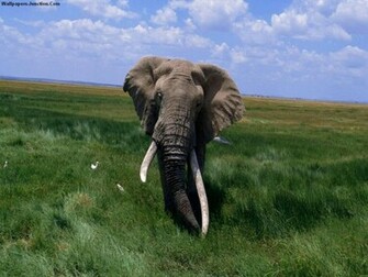 Indian Elephant