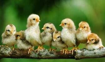 Birds Chickens Chicks Baby Wallpaper Animals