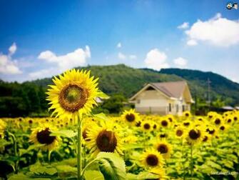 Santabanta Nature Wallpaper HD Ing Gallery