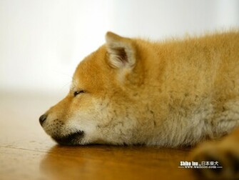 Shiba Jpg