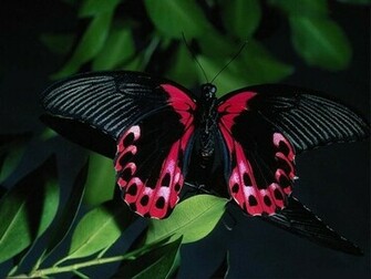 Amazing Black Purple Butterfly Okay Wallpaper