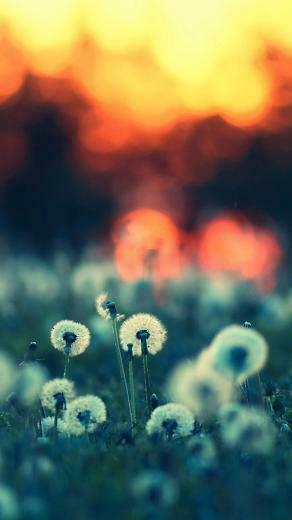 iPhone HD Wallpaper Landscape Photos Design Hey