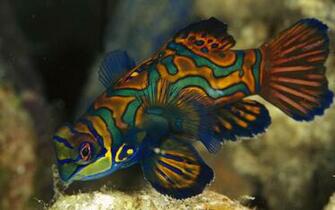 Background Colorful Fish Underwater Wallpaper