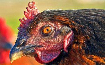 Animal Chicken HD Wallpaper