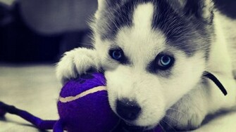 Wallpaper Siberian Husky Puppies HD 1080p Upload At March