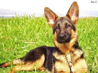 German Shepherd Puppy By Hera Z