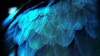 Electric Blue Feathers Desktop Pc And Mac Wallpaper