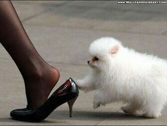 Funny Dogs Wallpaper HD In Imageci