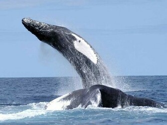 Humpback Whale Megaptera Novaeangliae