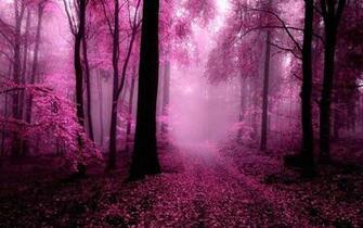 Foggy Forest Wallpaper Walltor