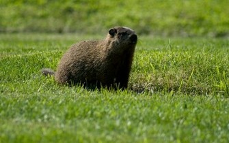 Groundhog Jpg