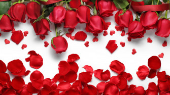 Red Rose Flower Wallpaper