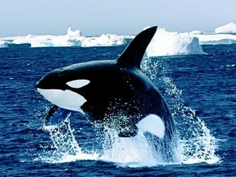 Shamu Orka Orca Wallpaper