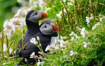 Animal Puffin Wallpaper