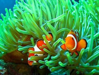 Clownfish And Sea Anemone Wallpaper
