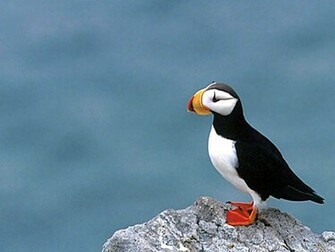 Puffin Wallpaper Background