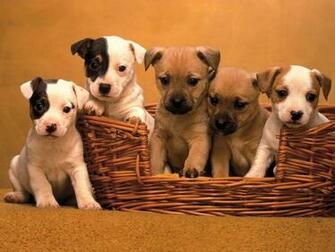 Jack Russell Cute Puppies Wallpaper For Your Computer Desktop