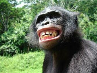 Chimpanzee Wallpaper Id HD For Pc