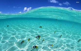 Fly Fishing Wallpaper Windows