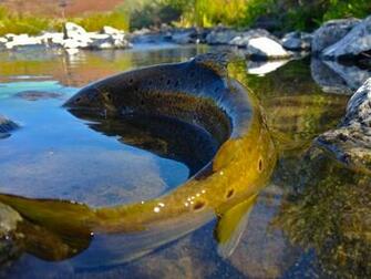 Brown Trout Wallpaper Displaying Image For
