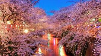 Cherry Blossoms In Japan I