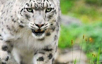 White Tiger Wallpaper Widescreen All Actress Group Bollywood And