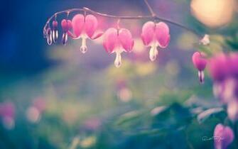 Bleeding Hearts Wallpaper By Aetherpie