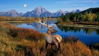 Wallpaper Deer Elk Best Top